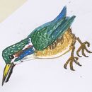 鳥を描く